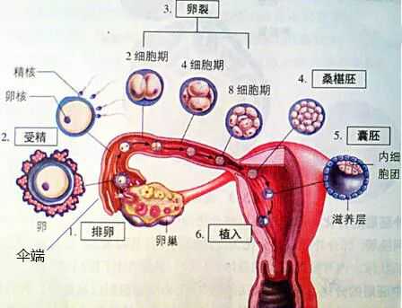 北京代孕几种方式，北京男性孕前检查