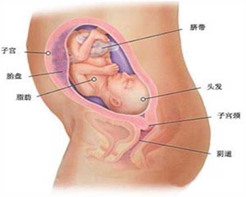 北京代孕全过程：试管婴儿要多少钱